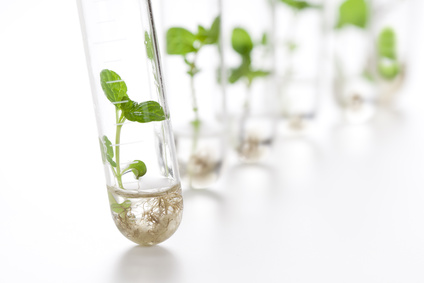 tubos de ensayo con brotes de plantas